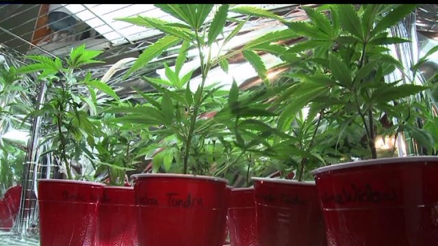 Homeless teens drawn by legal pot