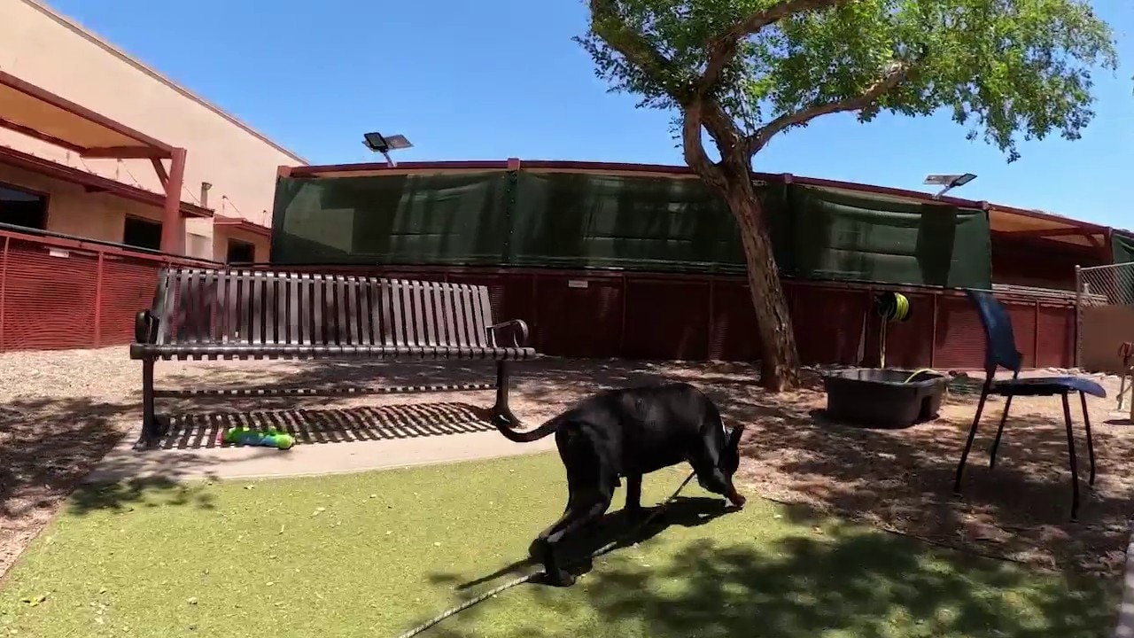 Extreme heat brings more dogs to MCACC