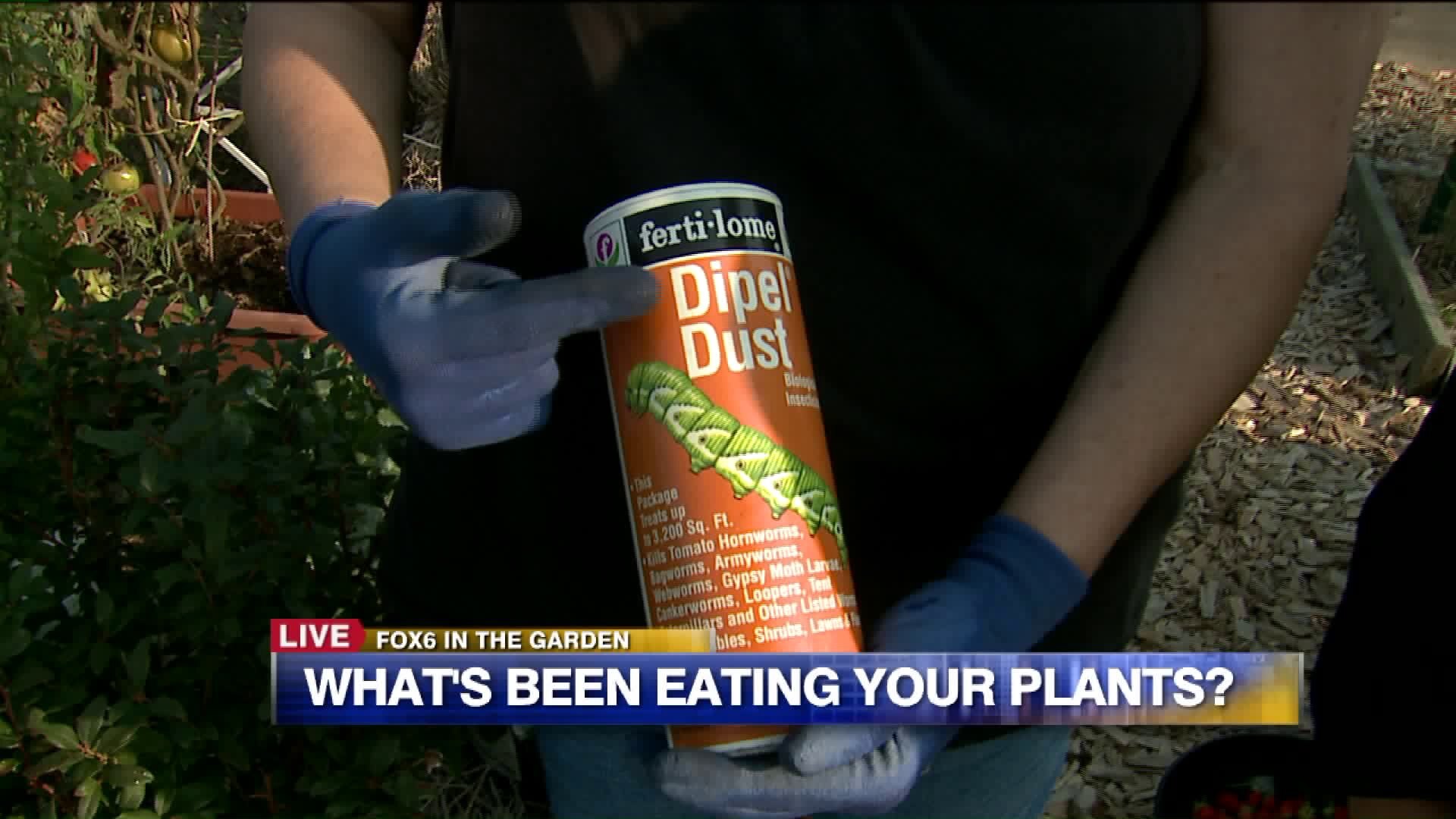 What`s been eating your plants?