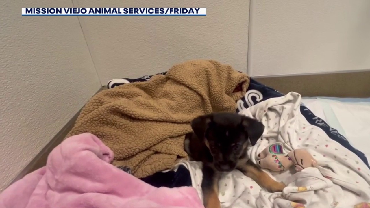 Man dumps puppy in coyote-prone area in Mission Viejo