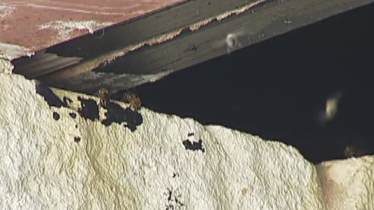 Firefighters receiving more bee swarm calls