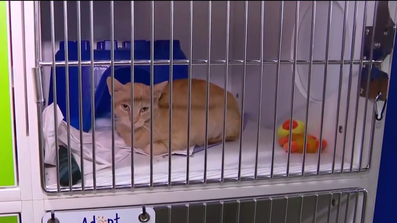 Need for cat adoptions or foster homes