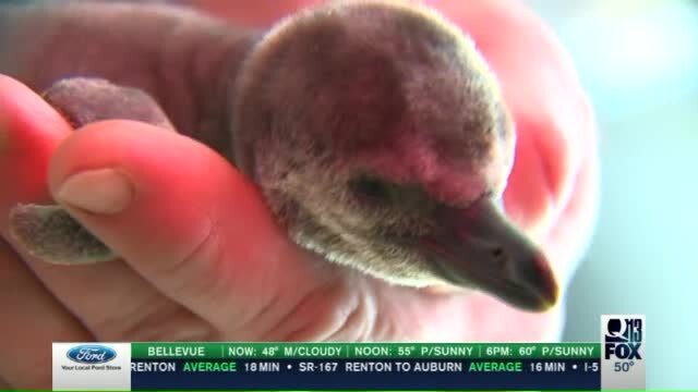 Look! It`s a little baby penguin!