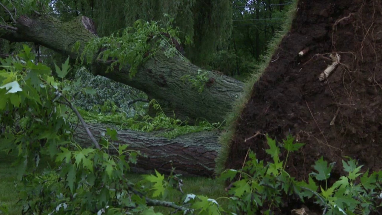 Severe storms bring down trees in Mequon