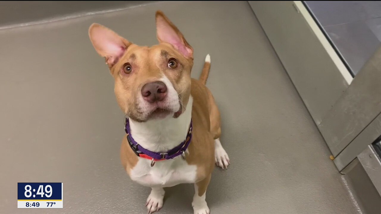 Dog of the Day: Lexie