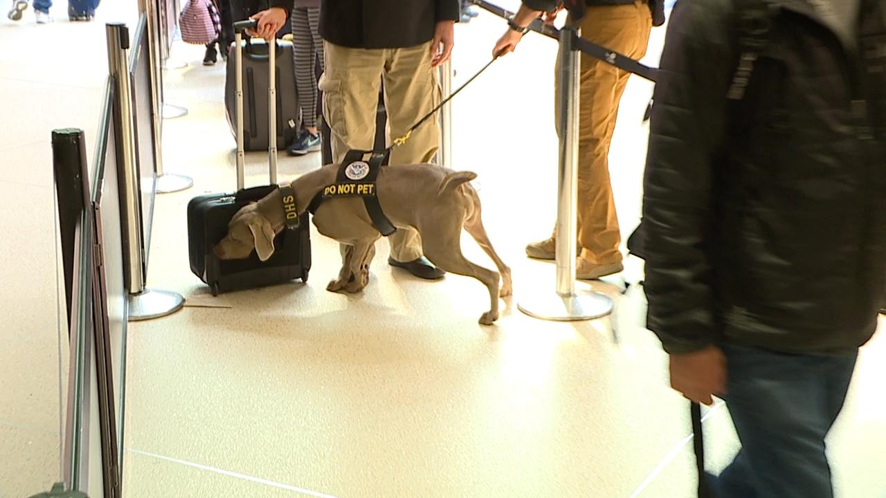 More Sea-Tac Airport K9s