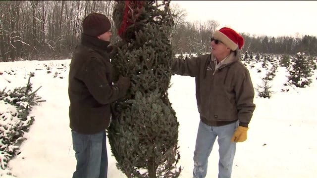 Trees for Less in Mequon