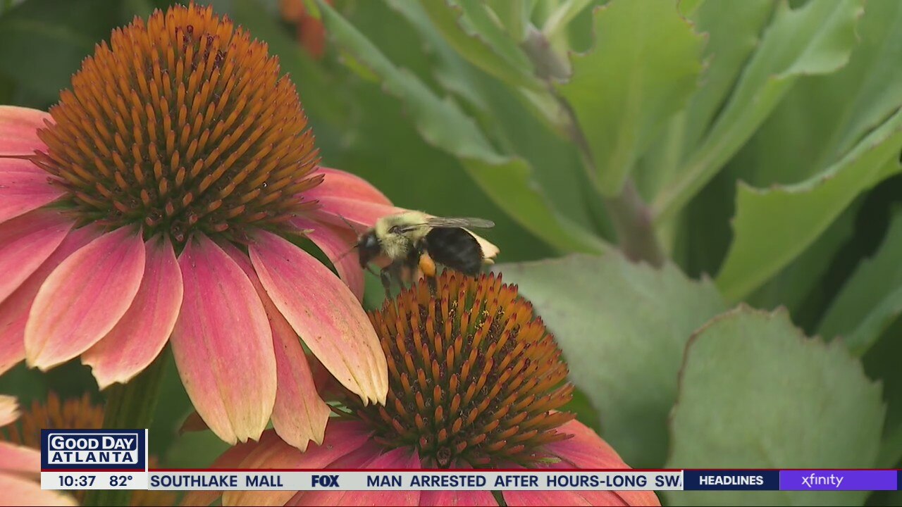 Summer-loving plants for your garden that can beat the heat