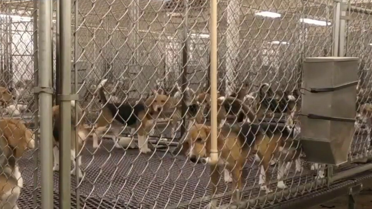 Ridglan Farms beagles; activists plan “rescue” of dogs