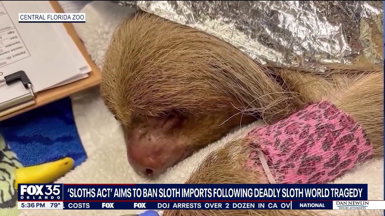 Sloths Act: Proposed federal bill would ban sloth imports