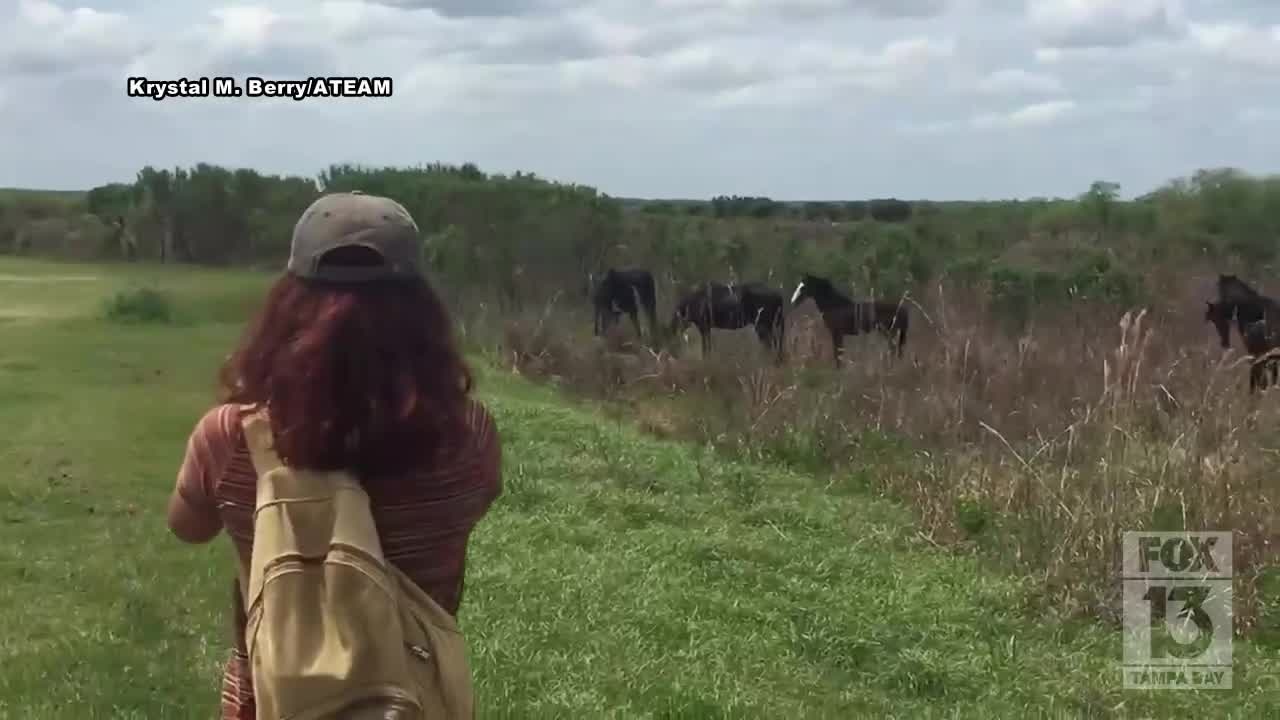 Horse vs. gator in Florida park