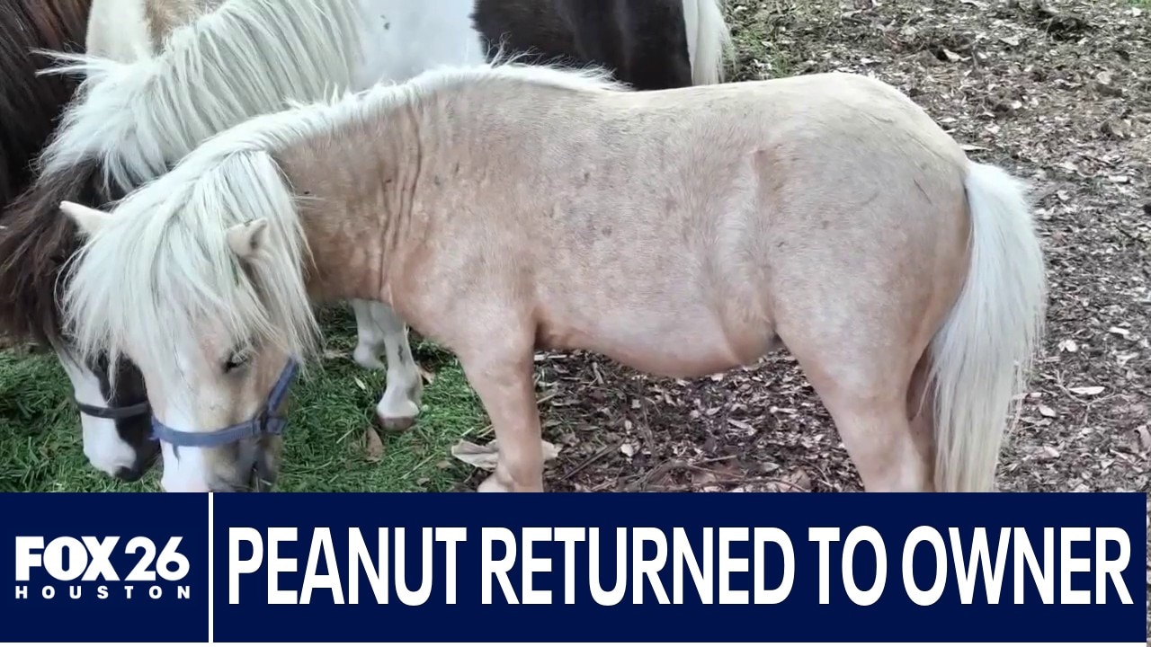 Peanut is back home following FOX 26 report
