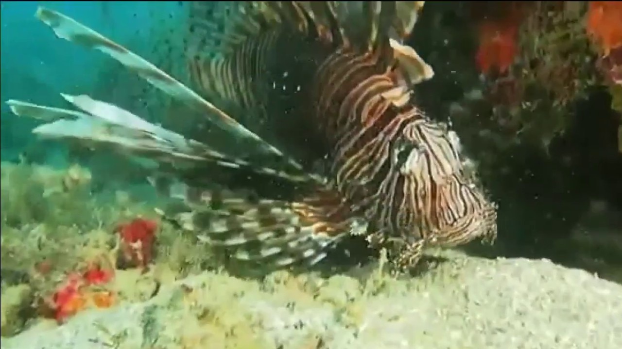 Lionfish hunting