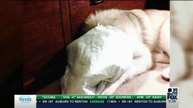 Dog`s face covered with `pee-pee pad` to punish him