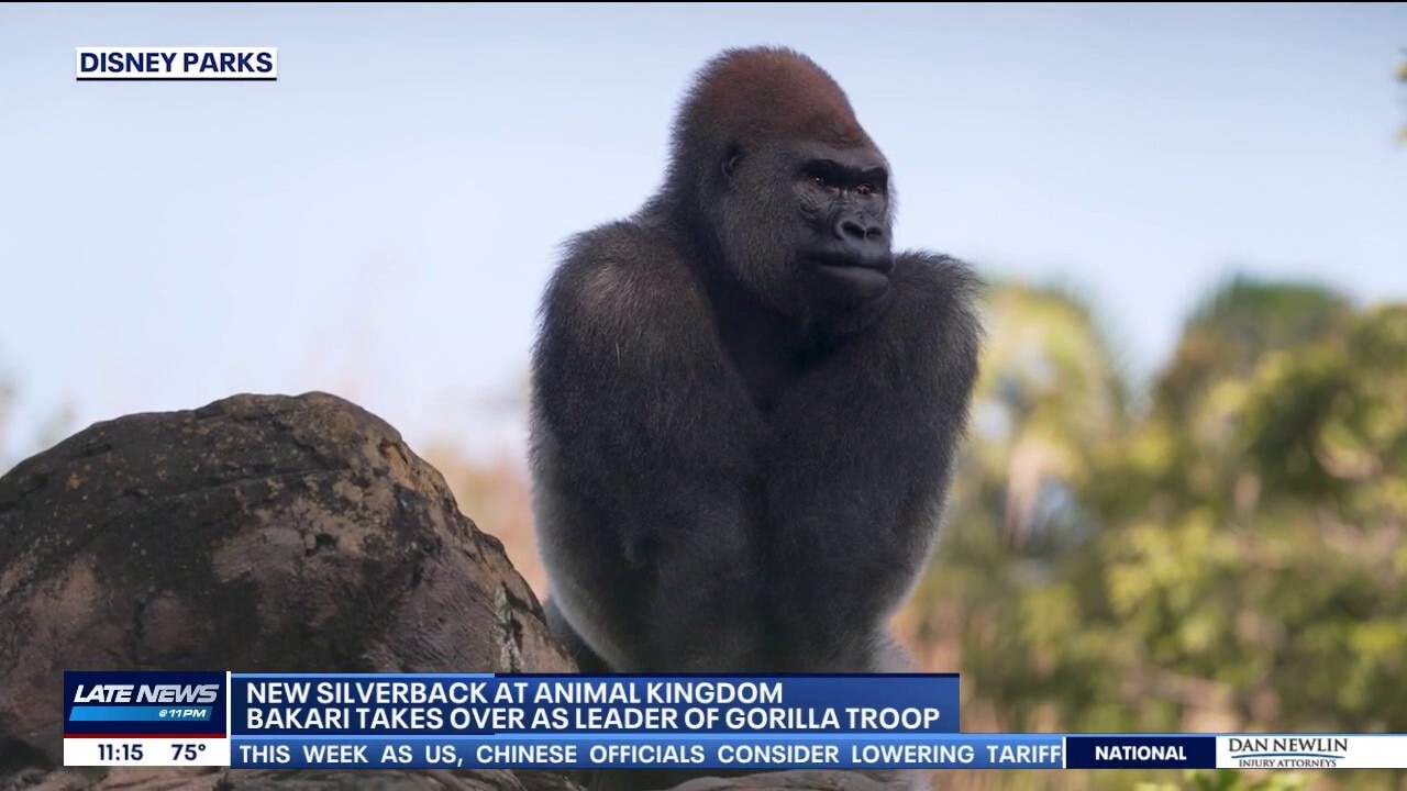Meet Bakari! The new gorilla at Disney's Animal Kingdom