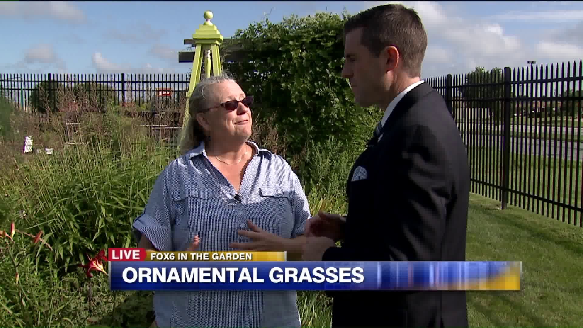 Ornamental grasses