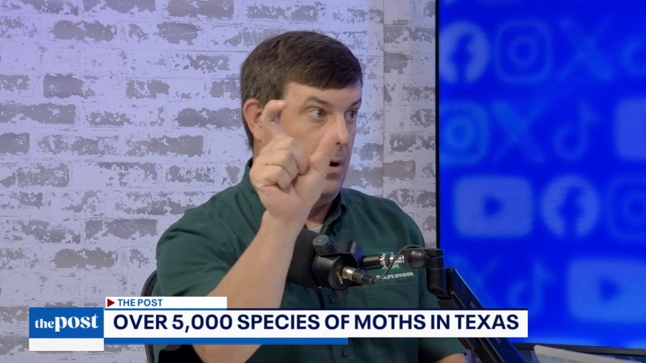 Moths with Sam the Bug Man | The Post