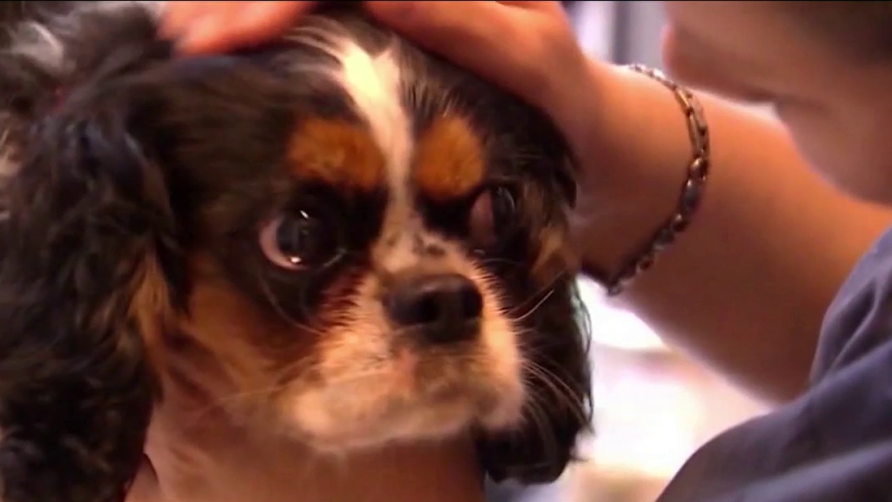 Sick leave for pets? One county is doing that