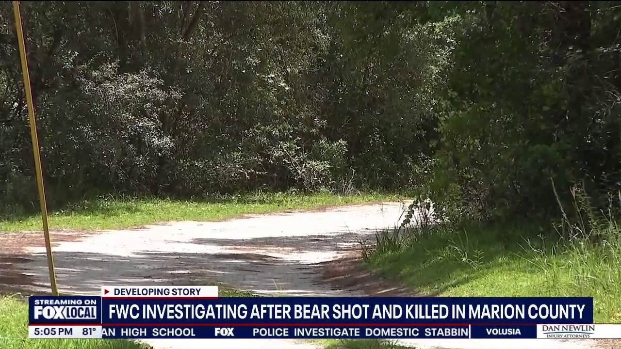 FWC investigating report of bear being shot in Marion County