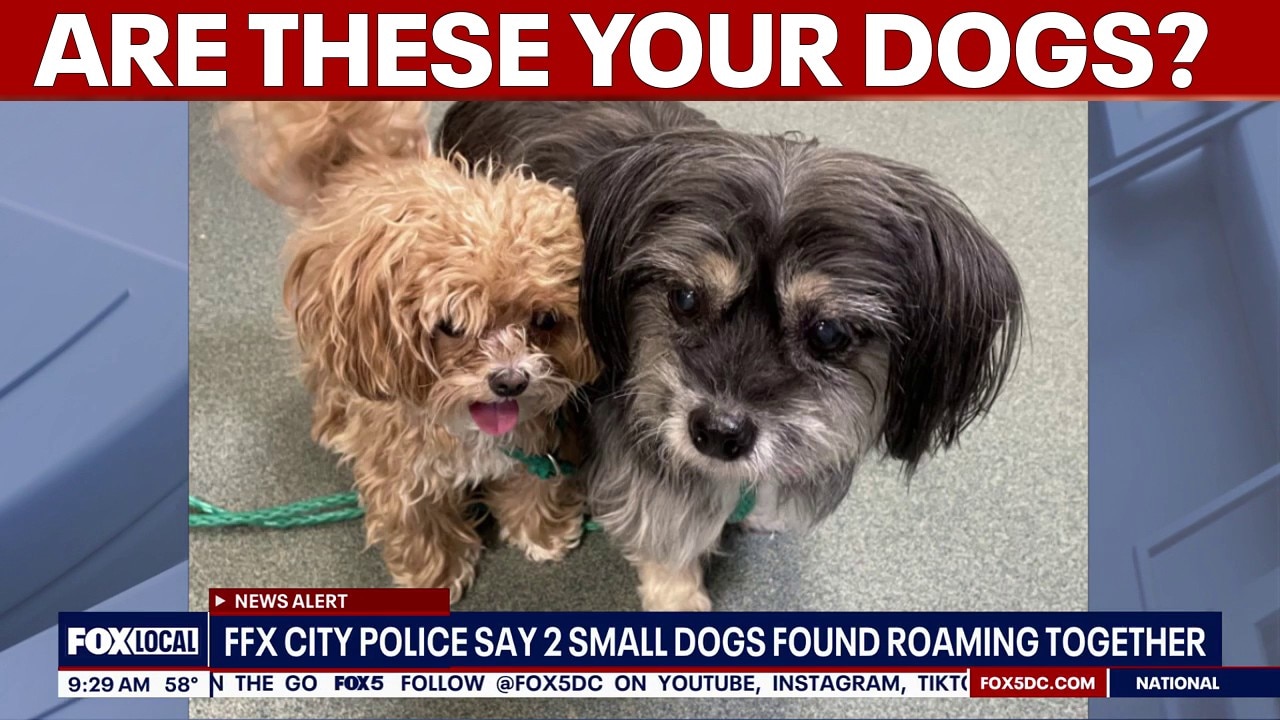 Fairfax City police seek help reuniting 2 missing dogs with family