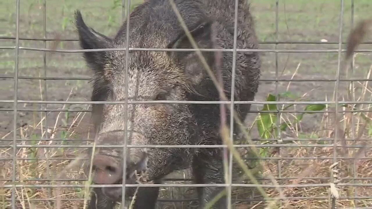 Wild hog population exploding, especially in Texas