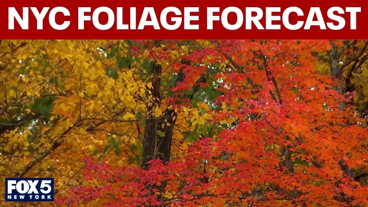2026 Fall foliage forecast for NYC