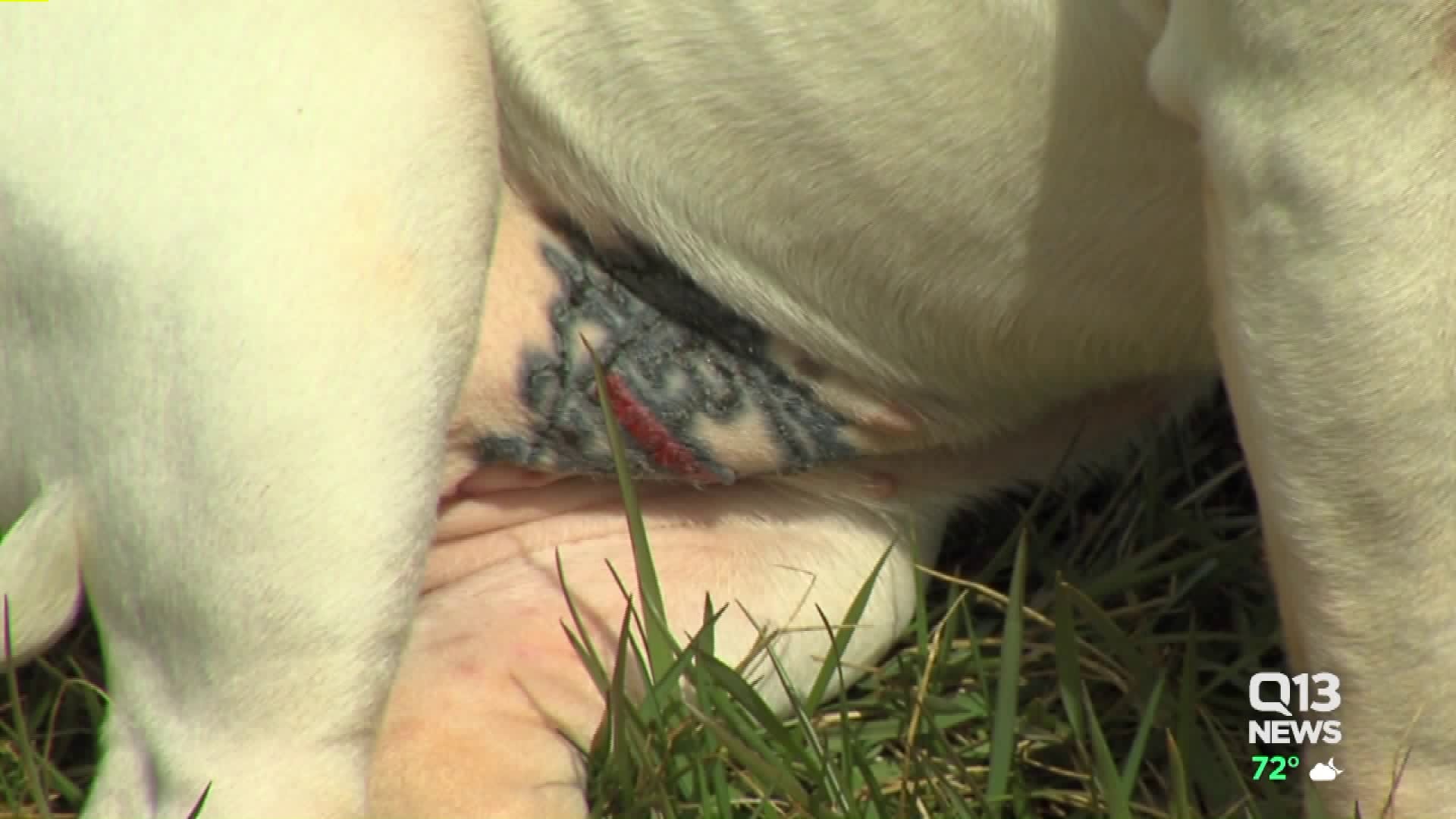 Local tattoo artist gives his dog a tattoo