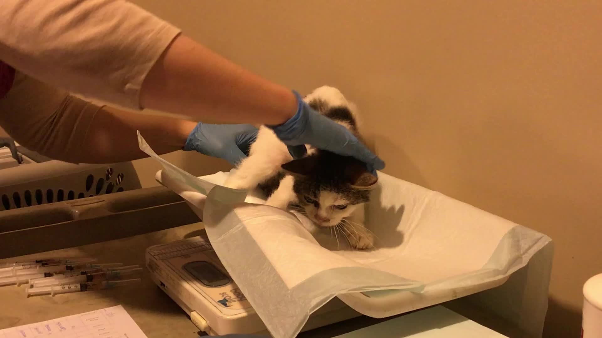 Cat recovered from Oconto County house