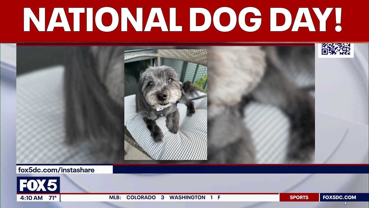 National Dog Day on FOX 5 | FOX 5 AT 4AM