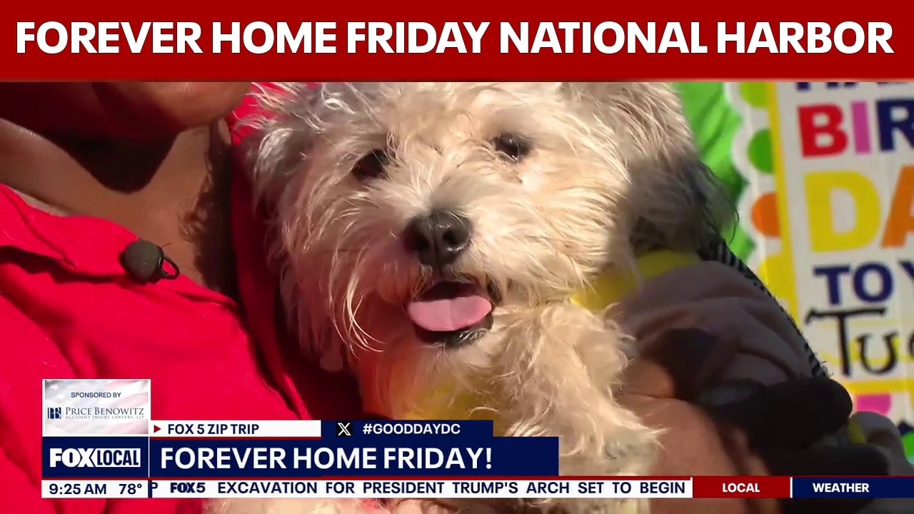 Forever Home Friday: FOX 5 Zip Trip National Harbor