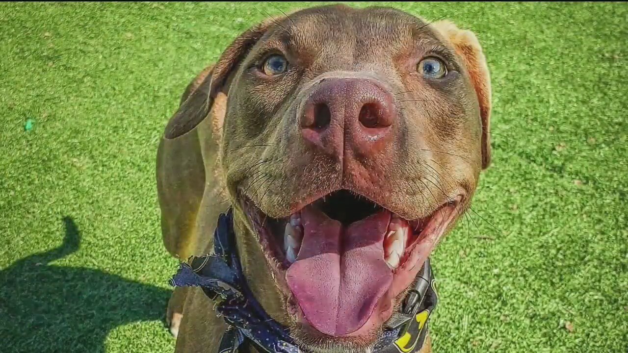 Dog of the Day: Chunk