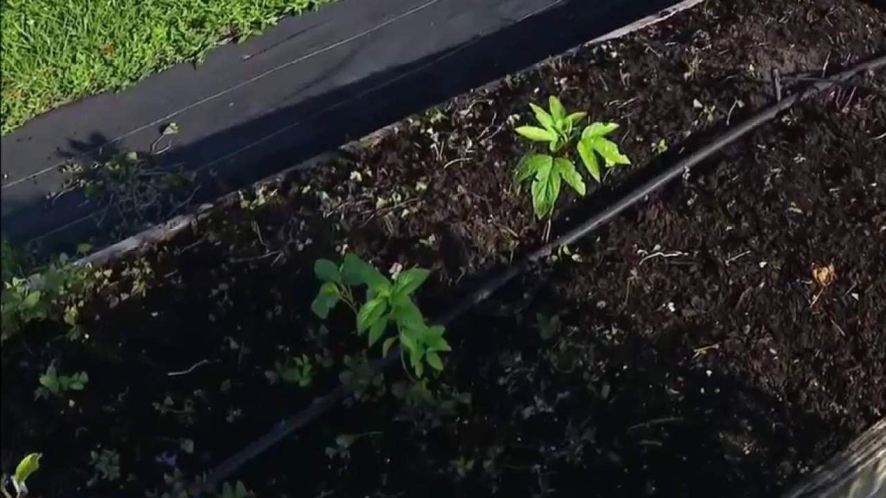 Properly timing your summer planting