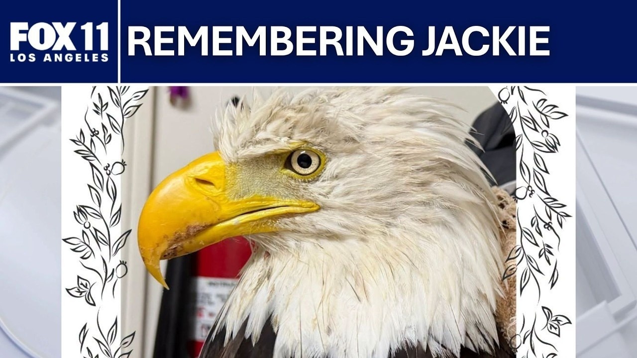 Officials' plans to review bald Jackie's death