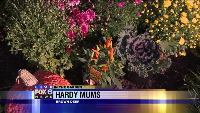 Hardy garden mums are in the spotlight for fall decorations