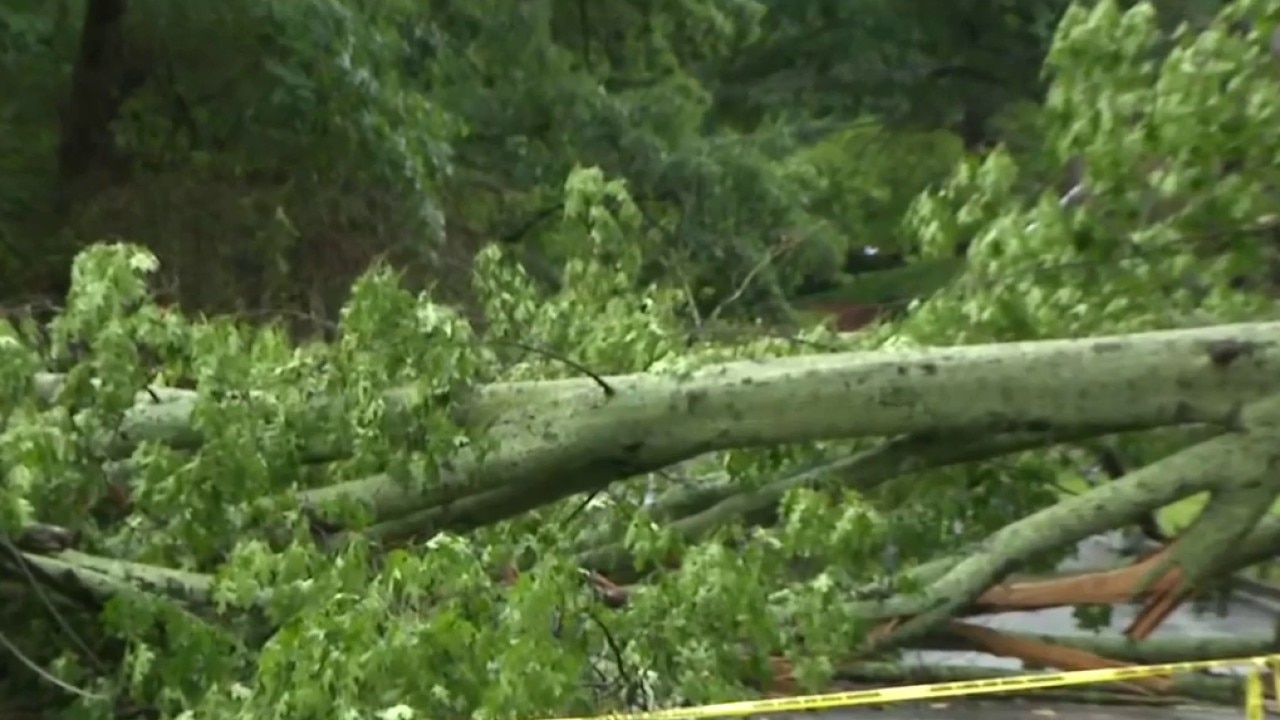 Storm brings down tree in Sandy Springs
