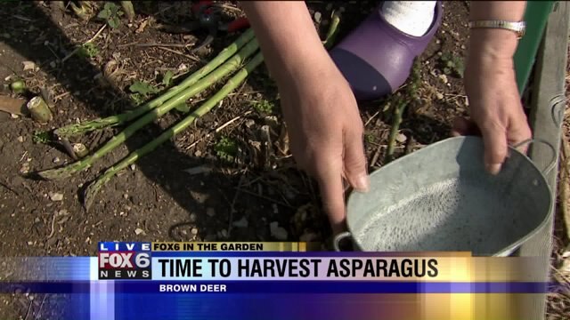 There`s a pest in the garden that is enjoying the asparagus
