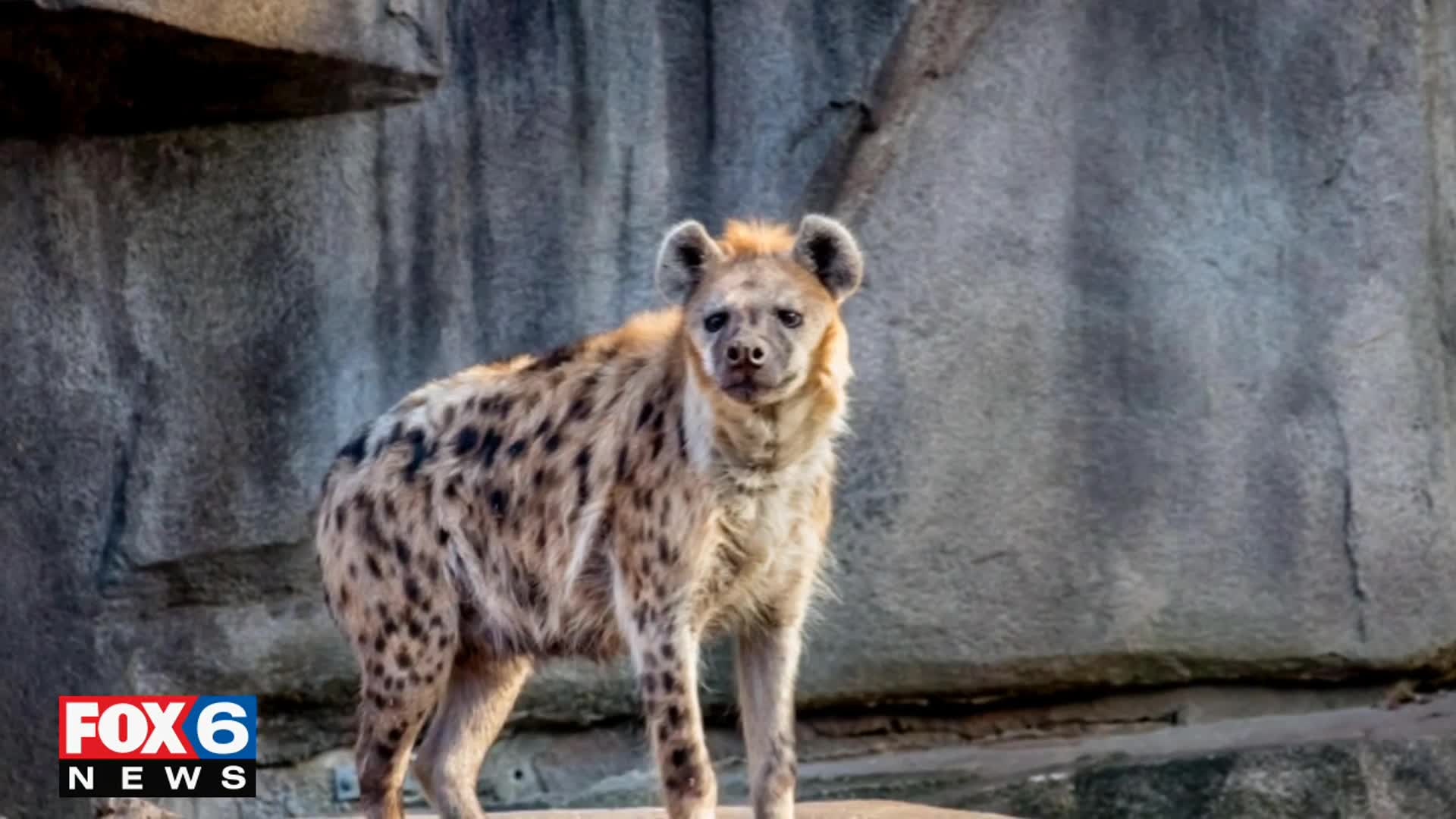 Free Zoo