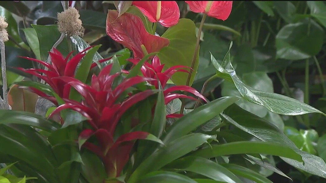 The beauty of tropical houseplants