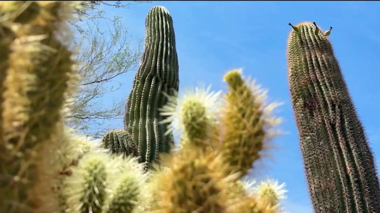 Saguaros dying due to extreme summer heat in Phoenix