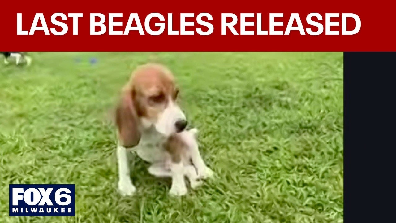 Ridglan Farms beagles; last of the dogs released