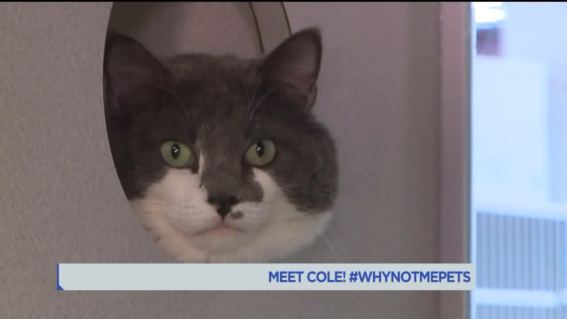 Meet Cole! #WhyNotMePets