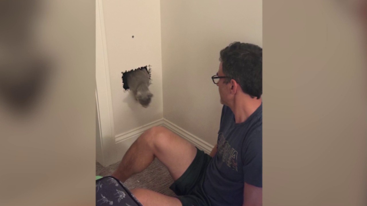Doctor uses medical camera to rescue family’s kitten trapped inside basement wall