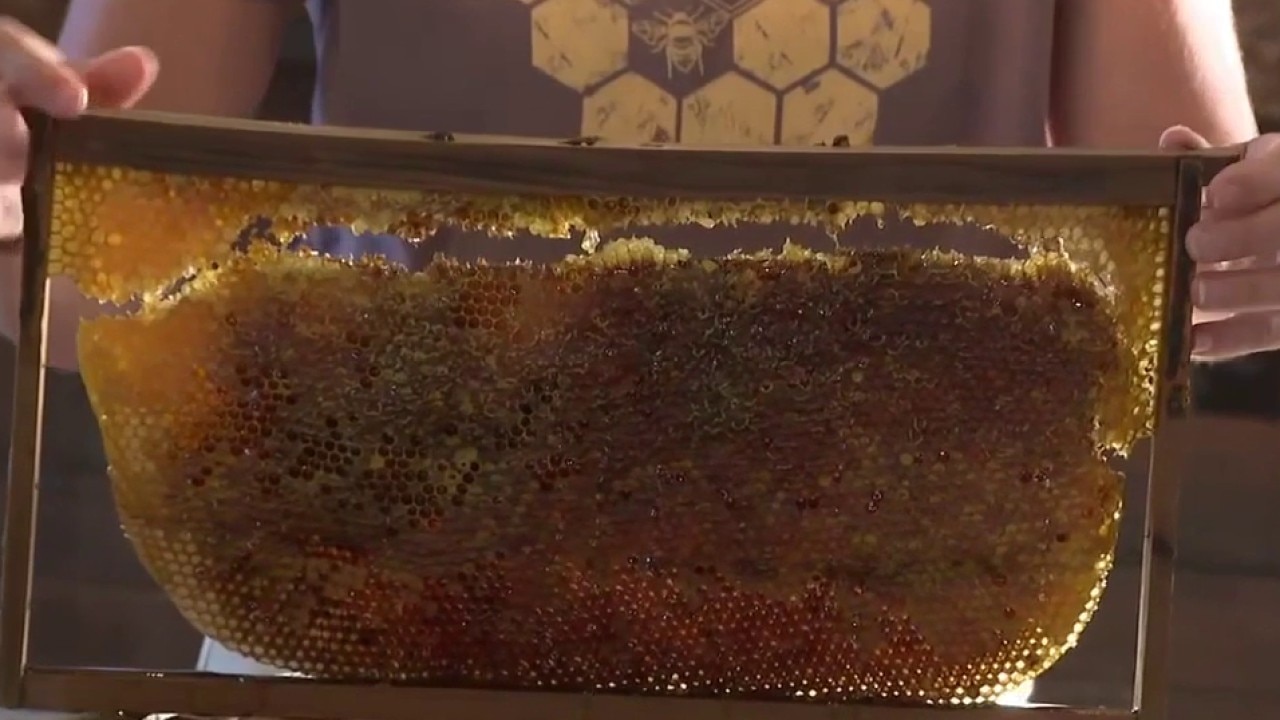 Driftwood Honey Harvest Festival at Vista Brewing