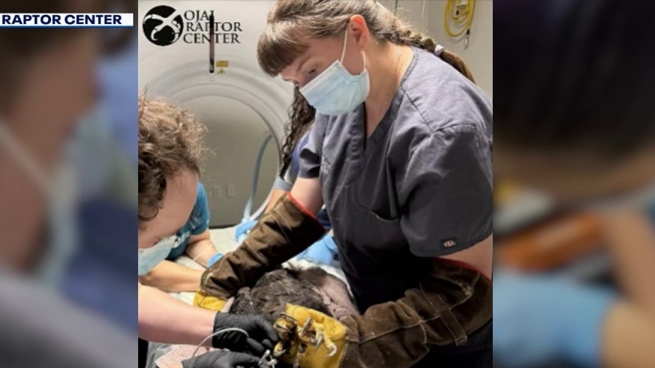 Vets provide update on bald eagle Jackie