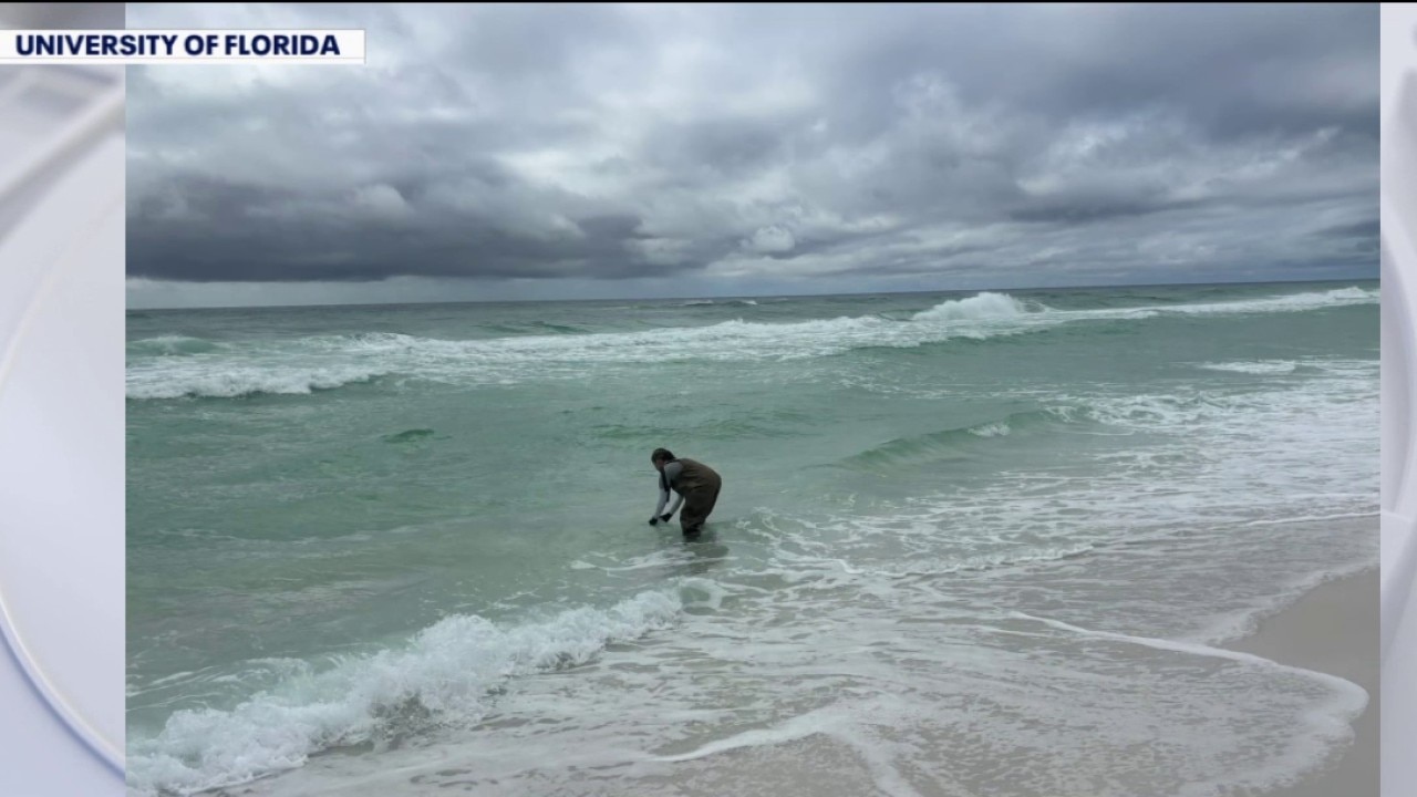 UF developing AI tool to detect water bacteria