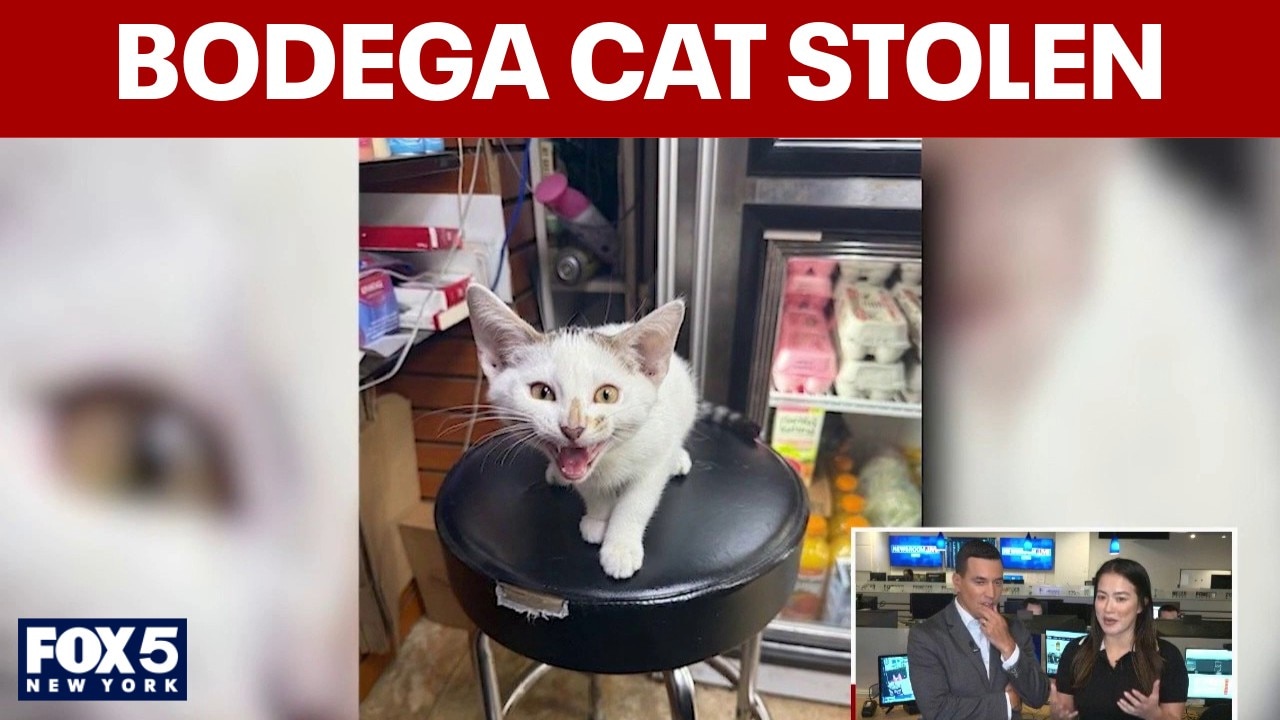 Brooklyn community rallies to find stolen bodega cat "Jabal"