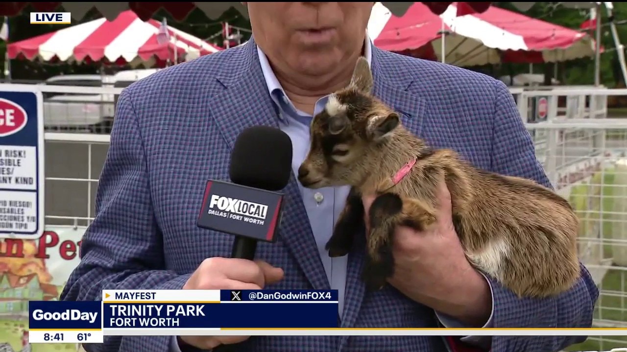 Baby goats answer very important questions about Mayfest