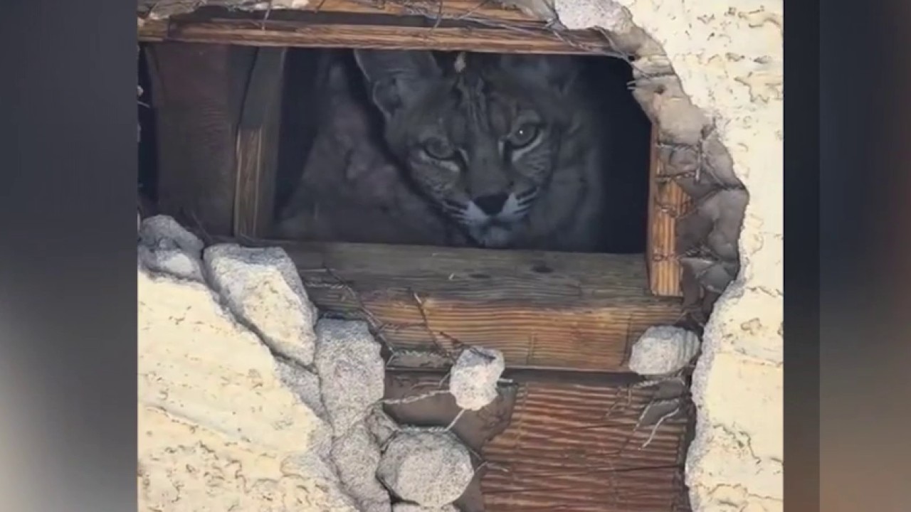 Scottsdale bobcat found living in attic