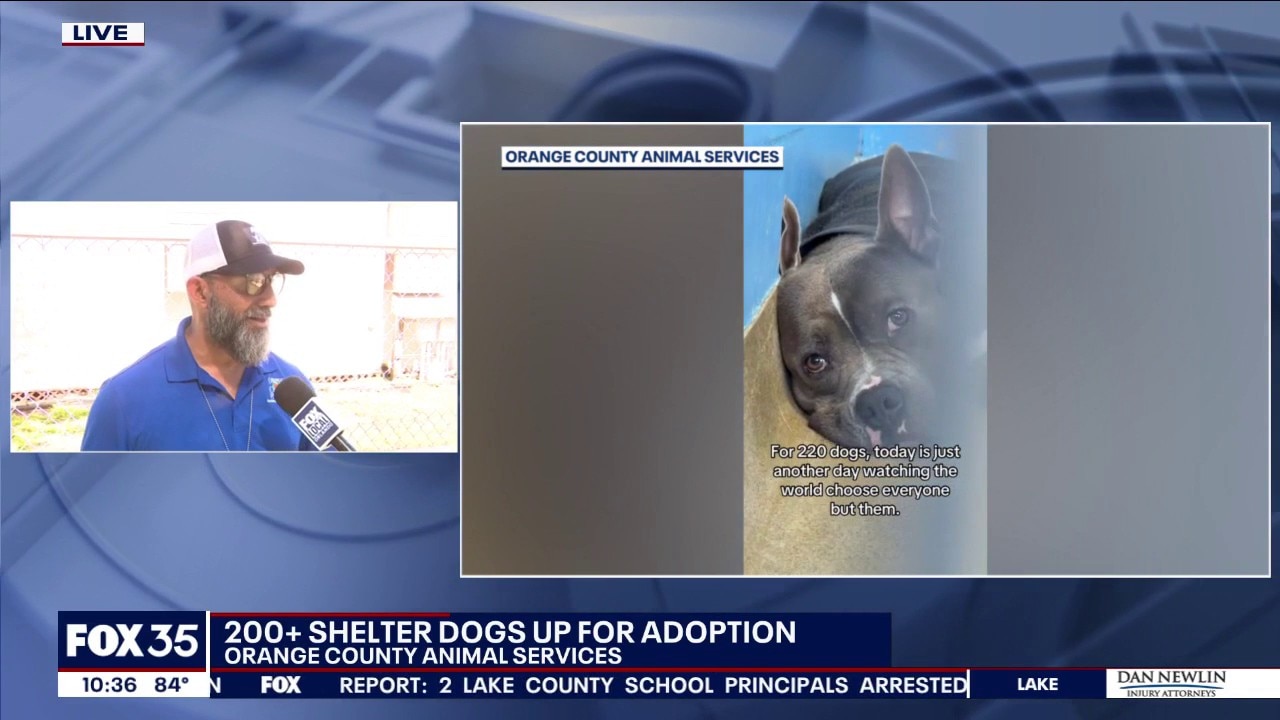 Over 200 dogs up for adoption at Orange County shelter