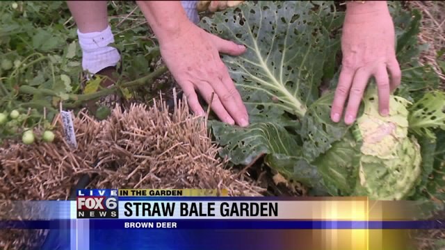 A bit of a failure in the straw bail garden